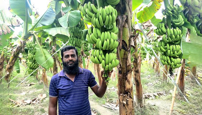 ফকিরহাটে জি-নাইন কলার ঝড়