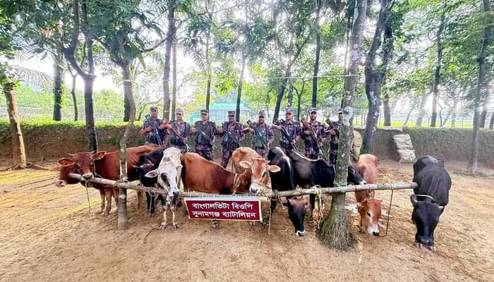 মধ্যনগর সীমান্তে ফের ১২ ভারতীয় গরু আটক