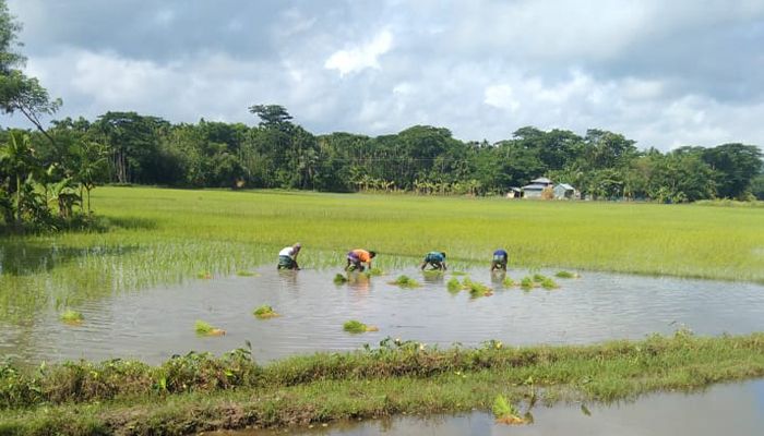 লালমোহনে অতিবৃষ্টিতে আমন আবাদে বিপাকে কৃষকরা
