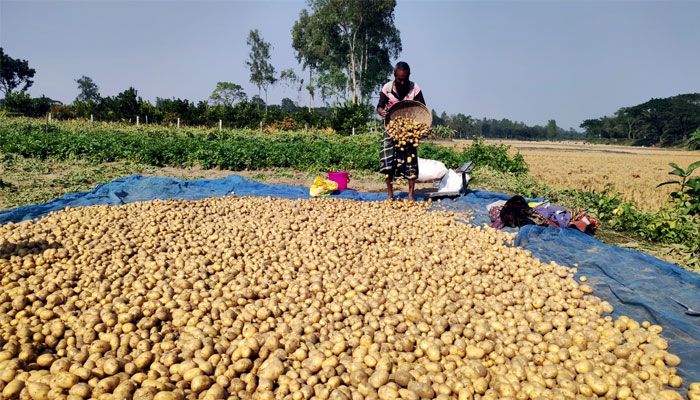 সমস্যা নয়, আলু হোক সম্ভাবনা