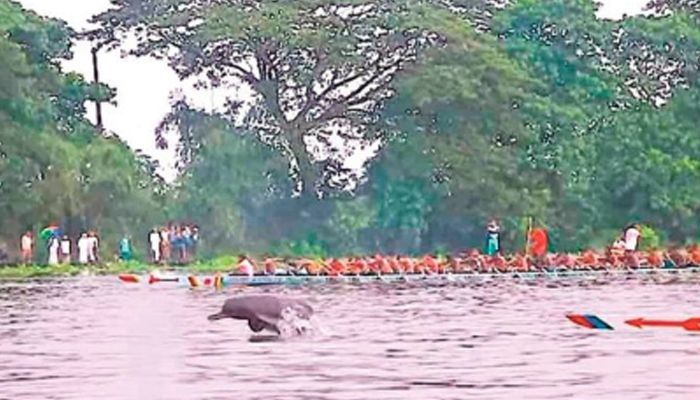 শাহজাদপুরের বড়াল নদীতে বুধবার নৌকাবাইচ চলার সময় লাফিয়ে ওঠে একটি শুশুক। ছবি: সংগৃহীত