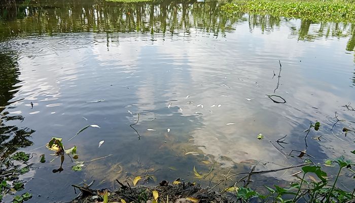 মাছের সঙ্গে শত্রুতা!