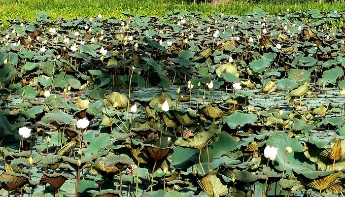 অনিন্দ্যসুন্দর সাদা পদ্মে মুগ্ধ পর্যটক