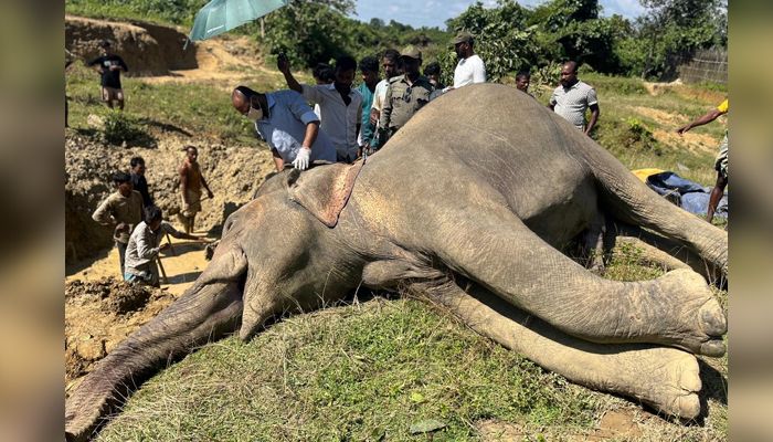 উখিয়ায় বন্য হাতির রহস্যজনক মৃত্যু