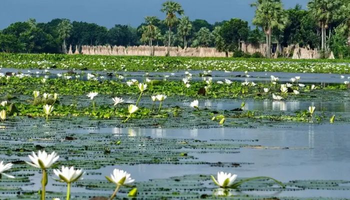  ফরিদপুরের সালথা উপজেলার একটি বিলে ফুটেছে সাদা রঙের শাপলা ফুল। প্রবা ফটো