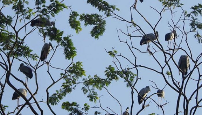 পাখি শিকার করতে নিষেধ করায় এয়ারগান দিয়ে যুবককে গুলি