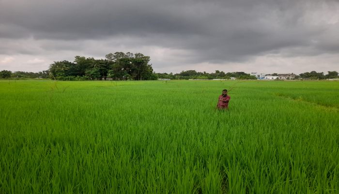 রাসায়নিক সার ছাড়াই ধান চাষ, কৃষিতে নতুন আশা   