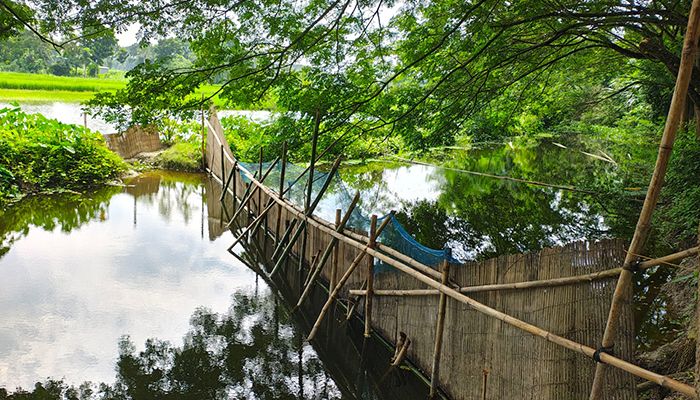 সরকারি খালে বাঁধ দিয়ে বিএনপি নেতার মাছ চাষ