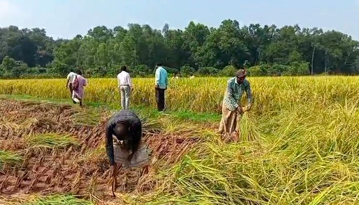 নবাবগঞ্জে আগাম আমন ধান কাটা শুরু, কৃষকের মুখে হাসি