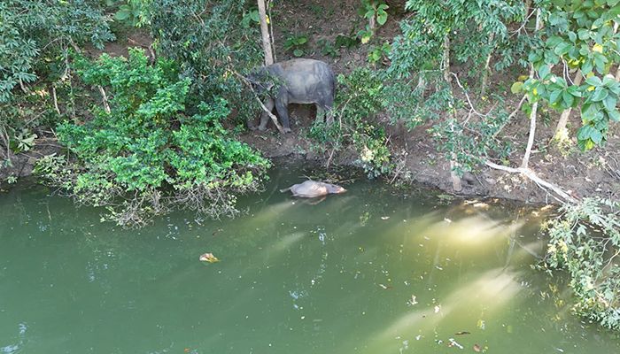 কাপ্তাই হ্রদে মিলল হাতি শাবকের মরদেহ