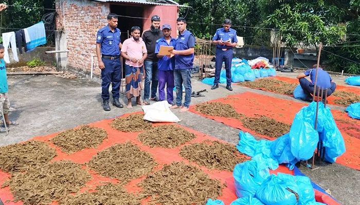 ইউপি সদস্যের বাড়ির ছাদ থেকে ১০০ কেজি গাঁজা উদ্ধার, আটক ১