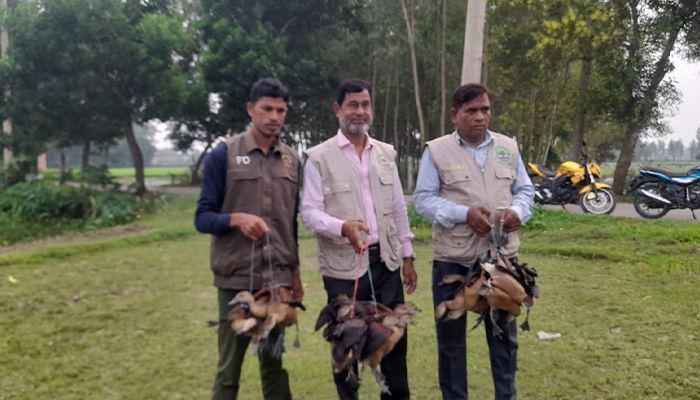 নবীগঞ্জে উদ্ধার হওয়া ২০টি  বালিহাঁস অবমুক্ত 