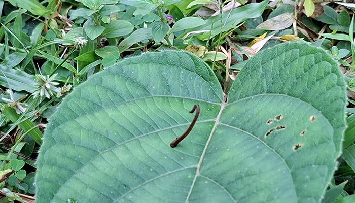 সখীপুরে জোঁকের উপদ্রবে দিশেহারা কৃষক 