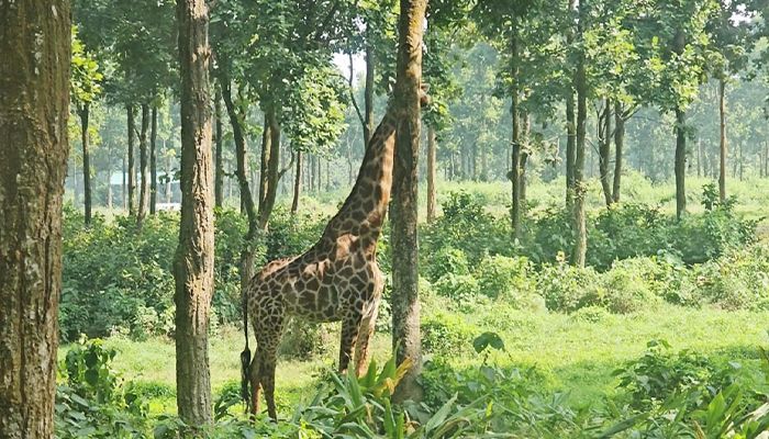 জিরাফশূন্য হলো গাজীপুর সাফারি পার্ক