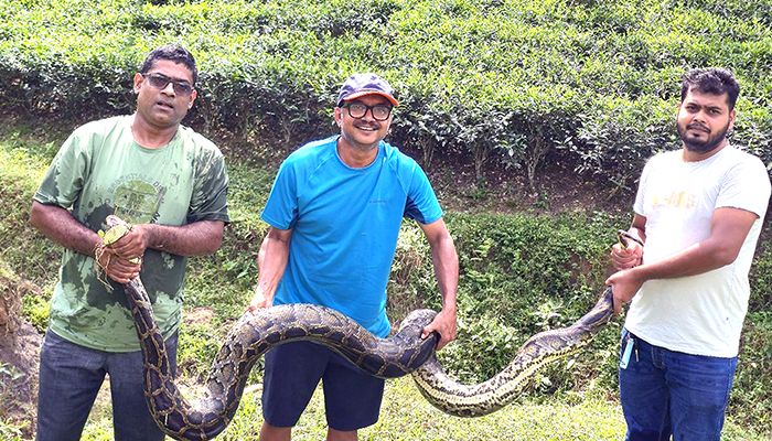 শ্রীমঙ্গলে বিশালাকৃতির অজগর সাপ উদ্ধার