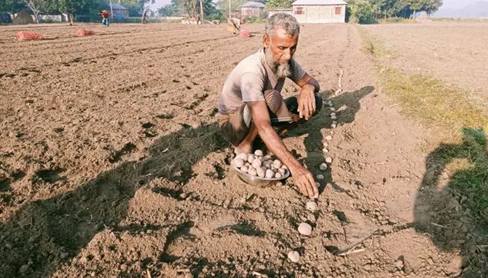 অনিশ্চয়তায় আগাম আলু চাষ 