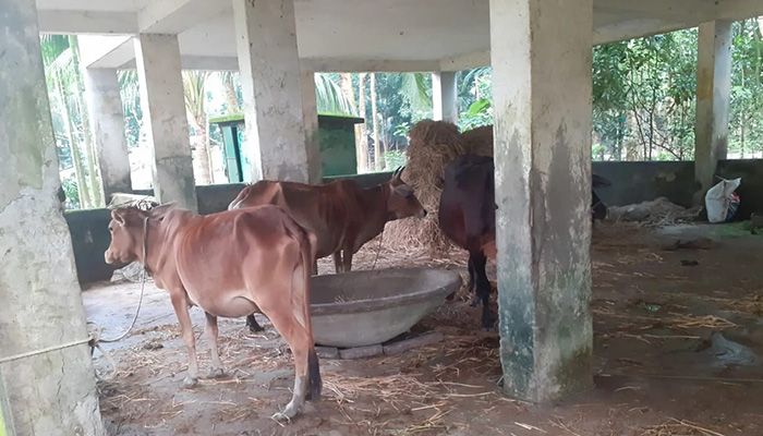 আমতলীতে বিদ্যালয় ভবনে গোয়াল ঘর! পাঠদান ব্যাহত