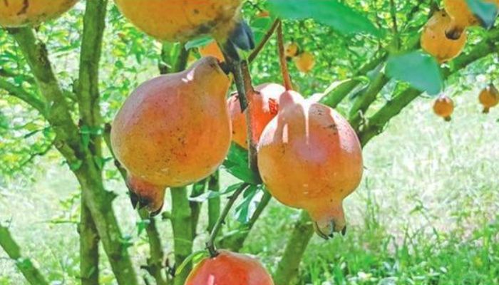  তরুণ উদ্যোক্তা সোহেল রানা আব্দুল্লাহর আনারবাগান। প্রবা ফটো