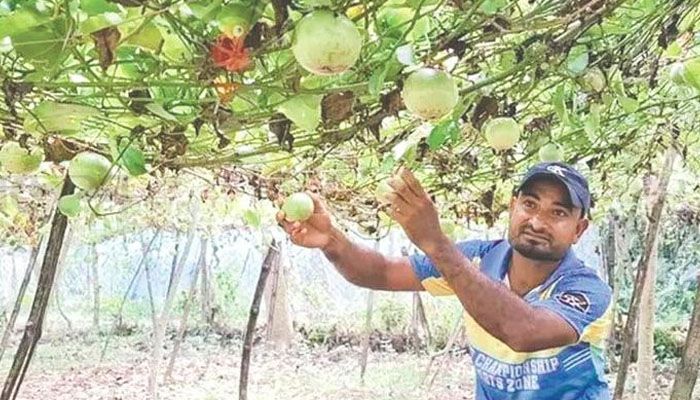 সমতলে আনারকলির বাণিজ্যিক চাষে সফল ঝিনাইদহের যুবক