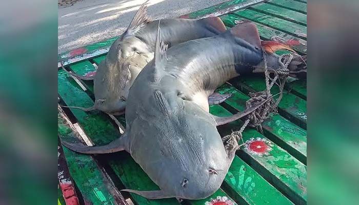 যমুনায় ধরা পড়ল ৩২ কেজির তিন বাঘাইড়