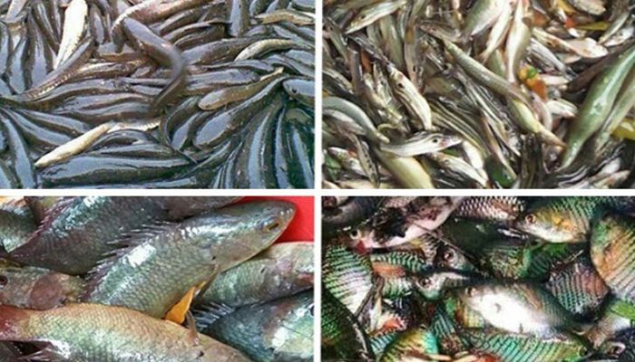 কৃষির এই উপখাতটি অর্থনীতির চাকা ঘুরাচ্ছে 