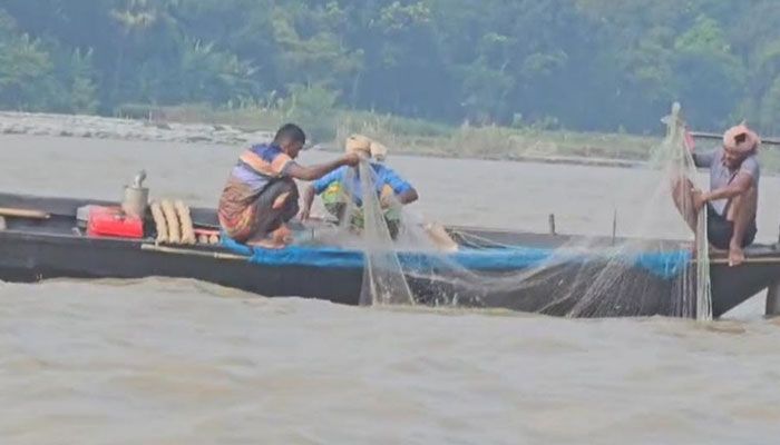 নিষেধাজ্ঞা অমান্য করে পদ্মায় অবাধে ইলিশ শিকার, বিক্রি হচ্ছে হাটে-গ্রামে