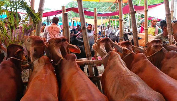 অবৈধ হাটের আড়ালে কোটি  টাকার বাণিজ্য