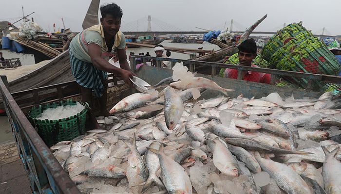 ইলিশ রক্ষায় দরকার সামাজিক আন্দোলন