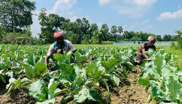 কুমিল্লার গোমতীর চরে সারি সারি ফুলকপির গাছ