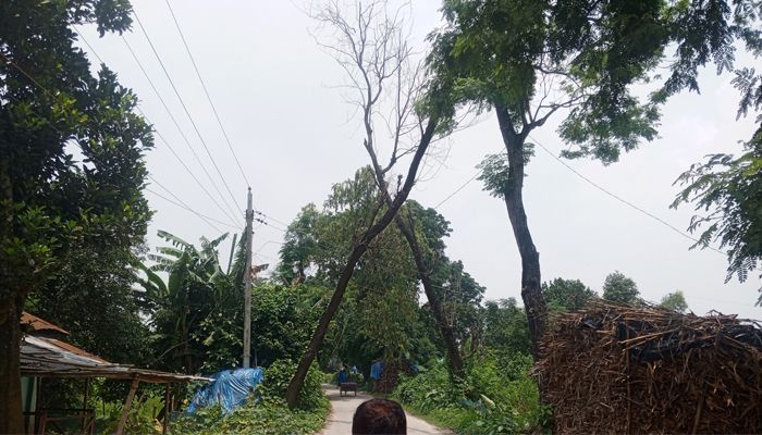 ‎হরিপুরে রাস্তার পাশে মরা গাছ, ঝুঁকি নিয়ে চলাচল