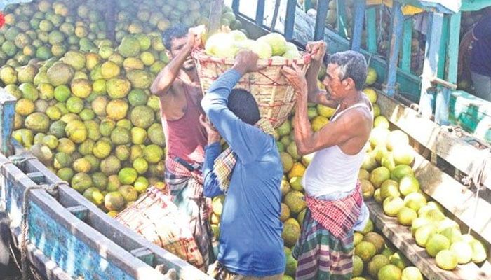 পাহাড়ের জাম্বুরার কদর বাড়ছে দেশজুড়ে