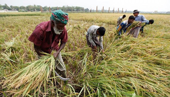 খাদ্য নিরাপত্তায় ব্রির সাড়ে পাঁচ দশক 