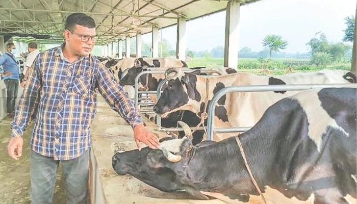 দুটি গরু দিয়ে শুরু করে শতাধিক গরুর মালিক জাকিরুল