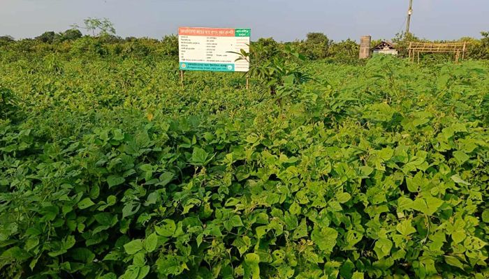 পোরশায় মাসকলাইয়ের বাম্পার ফলনের সম্ভাবনা
