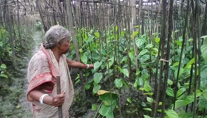 হারিয়ে যাচ্ছে পান চাষ