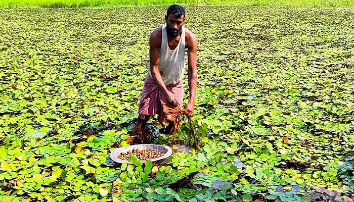 পানিফল চাষে সফল শিবগঞ্জের হাসান