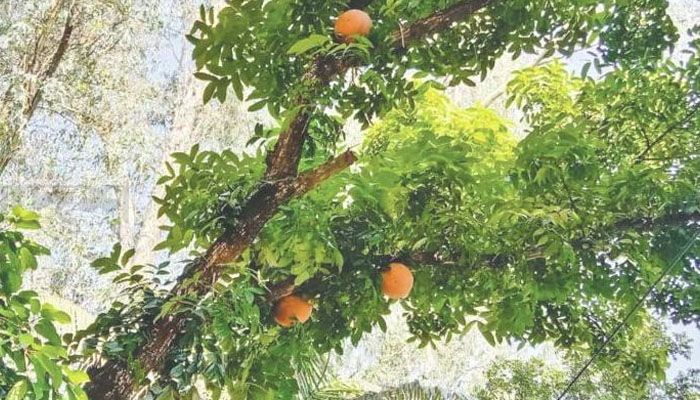 ক্ষেতলাল উপজেলা চত্বরে পাখি কলোনি