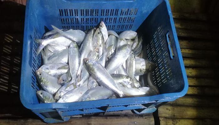 রাজবাড়ীতে ১১ জেলে আটক, জাল ধ্বংস-নৌকা নিলামে 