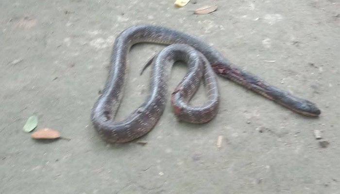 বড়াইগ্রামে সাপের কামড়ে গৃহবধূর মৃত্যু