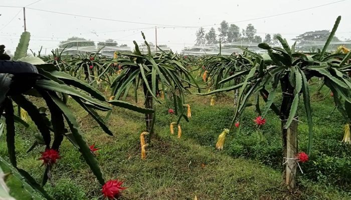 ড্রাগন চাষে স্বাবলম্বী হওয়ার স্বপ্ন দেখছেন সরাইলের সুমন