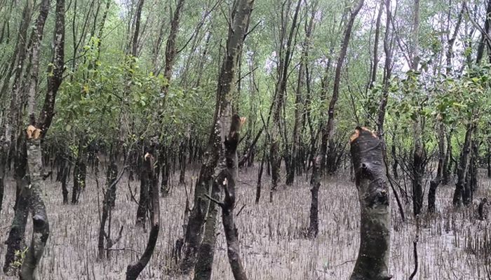শ্যামনগরে ধ্বংস হচ্ছে চর বনায়ন