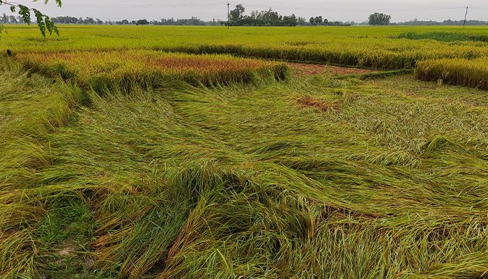 ঝড়ো হাওয়ায় ফসলের ক্ষতি
