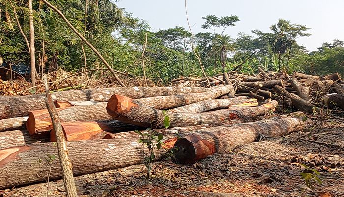 বন্যা নিয়ন্ত্রণ বাঁধের গাছ কেটে বিক্রি
