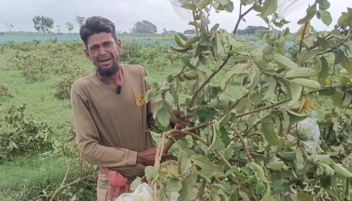 রাতের আঁধারে ৩০০ পেয়ারা গাছ কেটে দিল দুর্বৃত্তরা
