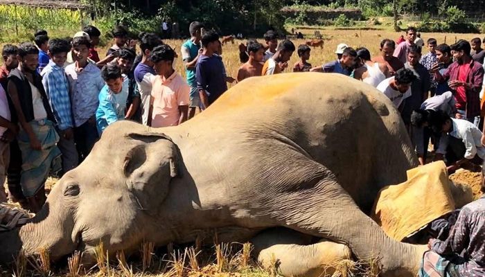 বৈদ্যুতিক তারের ফাঁদে প্রাণ গেল বন্যহাতির 