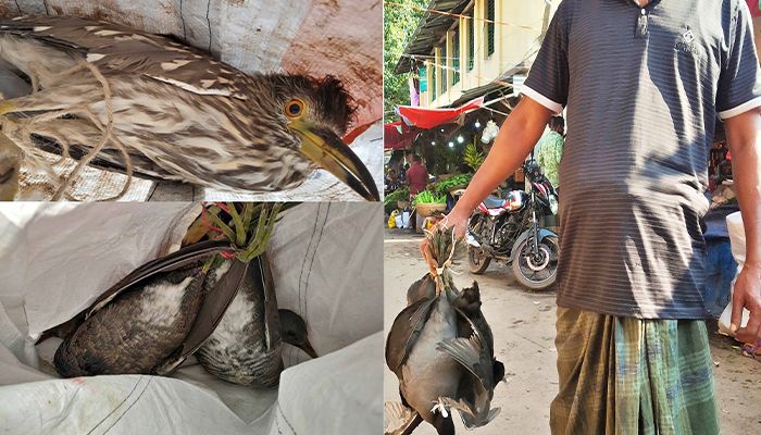 প্রকাশ্যে বিক্রি হচ্ছে অতিথি পাখি, শিকার বেড়েছে 