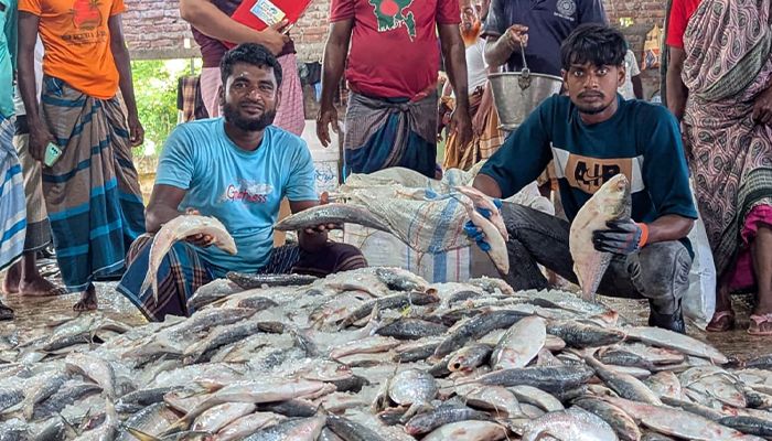 মৎস্য বন্দরে প্রকাশ্যে বিক্রি হচ্ছে শত শত মণ জাটকা