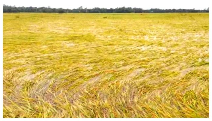 টানা বর্ষণে পাকা ধানের ব্যাপক ক্ষতি, দুশ্চিন্তায় কৃষক