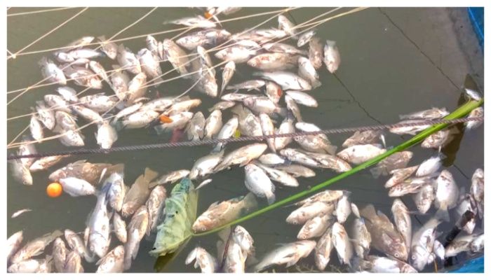  নোয়াখালীতে মাছের ঘেরে দুর্বৃত্তের বিষ প্রয়োগ
