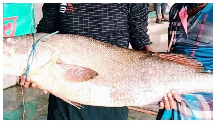 ৩৭ কেজির ‘ব্ল্যাক ডায়মন্ড’  ১ লাখ ১১ হাজারে বিক্রি